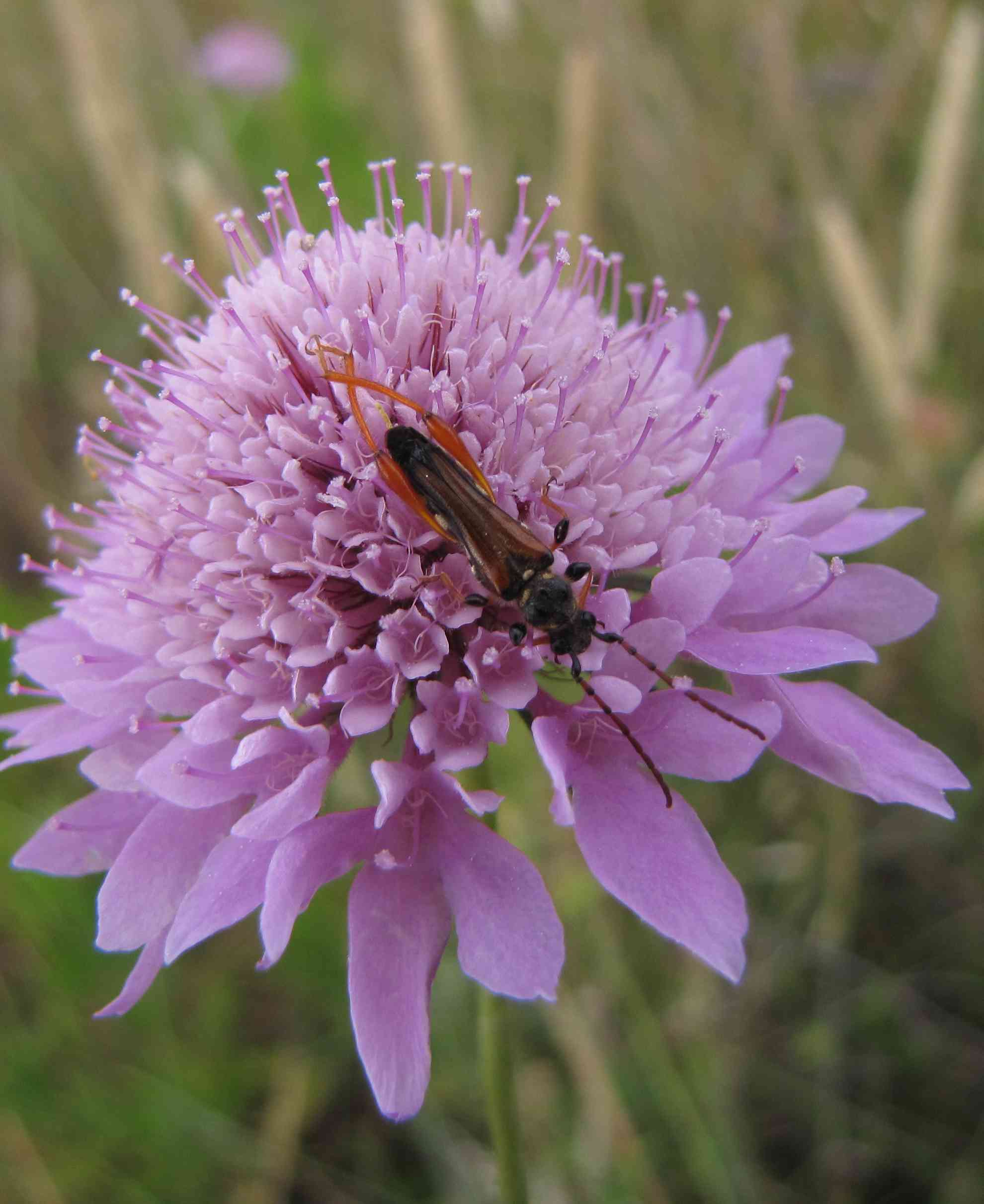 Stenopterus rufus